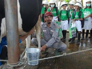 Kabupaten Pasuruan Bangun Kampung Susu