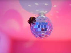 Pasangan Ini Jadi Kontroversi karena Pelihara 10 Ribu Lebah di Apartemen