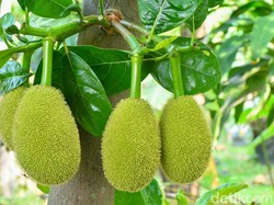 Ini Cara Tepat Mengolah Nangka Muda