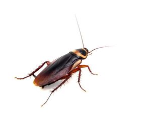 Penelitian Tak Biasa, Racun Kalajengking Hingga Antibodi Kecoak Penelitian Tak Biasa, Racun Kalajengking Hingga Antibodi Kecoak
