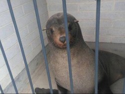 Anjing Laut Ditemukan Tidur di Toilet Pemakaman Tasmania