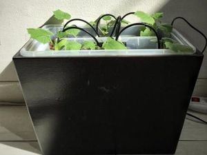 Sensor IoT Mudahkan Menanam Timun Jepang