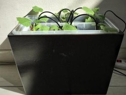 Sensor IoT Mudahkan Menanam Timun Jepang