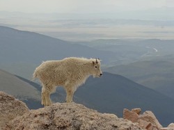 Kambing Gunung Bisa Mendaki di Tebing Tanpa Terjatuh, Gimana Caranya?