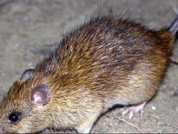 Selamatkan Satwa Asli, Selandia Baru Berencana Musnahkan Hama Tikus