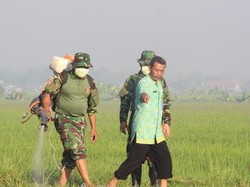 Sawah di Dua Desa Disemprot Anti Hama Wereng