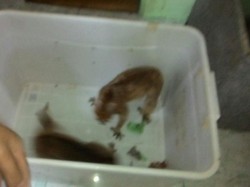 Kukang, Hewan Mungil ini Terjatuh dari Pohon dan Diselamatkan Warga