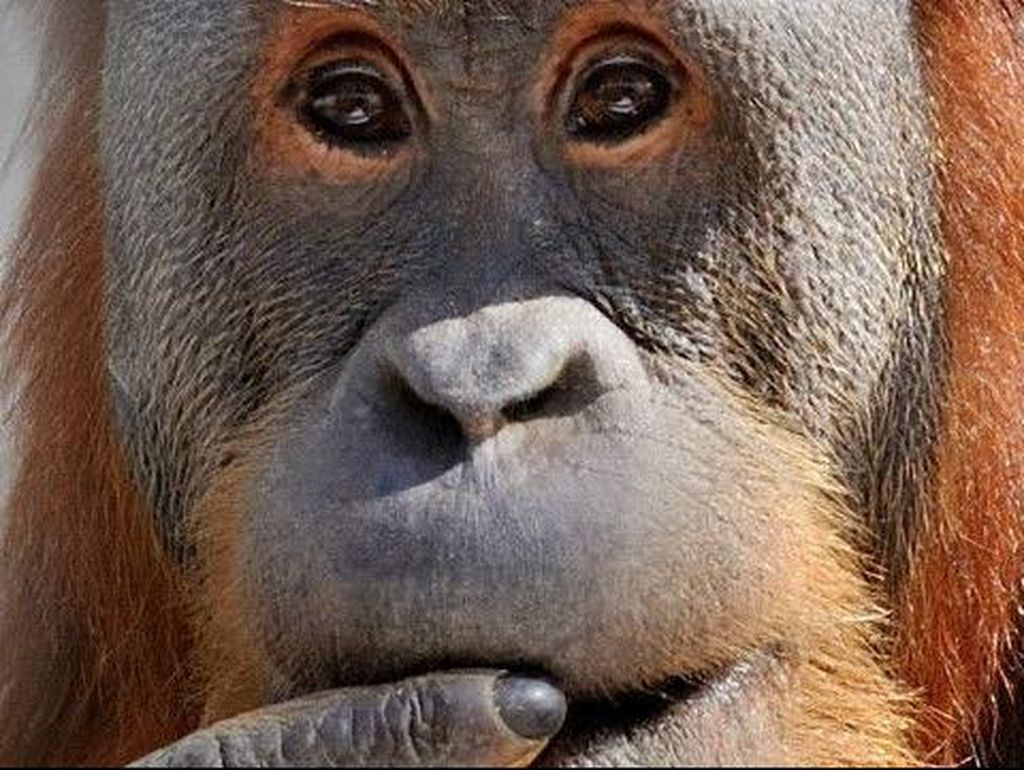 2 Orangutan Sumatra yang Diselundupkan ke Thailand Dipulangkan ke RI 2 Orangutan Sumatra yang Diselundupkan ke Thailand Dipulangkan ke RI