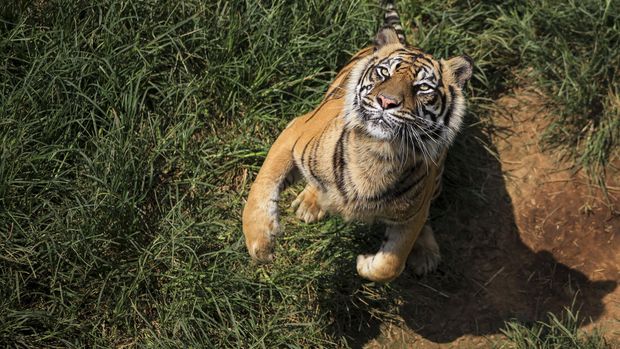 Kisah Harimau Siberia yang Sakit Gigi dan Minta Tolong Warga