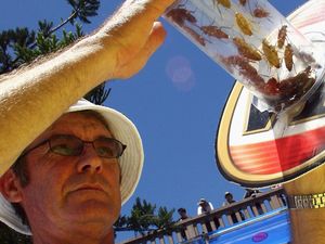 Yang Super dari Kecoak