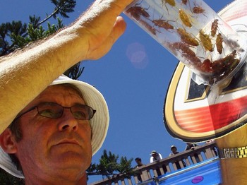 Yang Super dari Kecoak