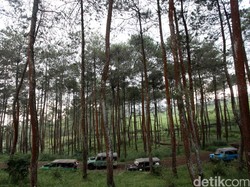 Pengusaha Hutan RI Siapkan Investasi US$ 166 Miliar Hingga 2045