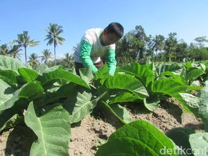 DPR Usulkan Pabrik Rokok Wajib Serap 80% Tembakau Lokal