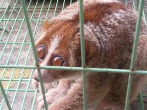 Kukang ini Ditemukan di Jalan dan Diselamatkan Warga, Lalu Diserahkan ke BKSDA