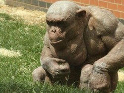 Mongo, Simpanse Tak Berbulu Si Bintang Internet yang Mati Mendadak