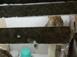 Pasangan di India Dikejutkan Macan yang Masuk Kamar Hotel