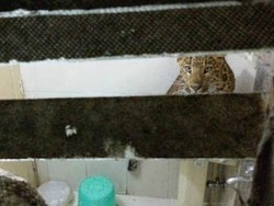 Aum! Macan Tutul Nyelonong Masuk ke Kamar Hotel di India