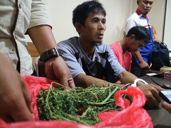 Pria asal Makassar Berurusan dengan Polisi karena Tanam Ganja di Rumah