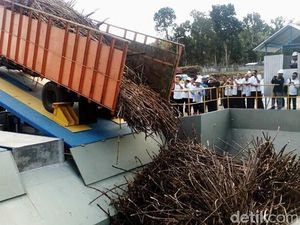 Ingin Swasembada Gula, Bisakah Hutan Diubah Jadi Lahan Tebu?