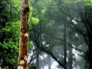 Hutan Angker di India dengan Kisah Hantu Tanpa Kepala