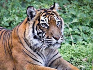 BBKSDA Riau Duga Korban Terkaman Harimau di Inhil Pembalak Liar