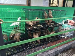 Komisi IV Minta Menteri LHK Serius Tangani Penyelundupan Burung Langka