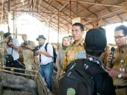 Tinjau Sapi Indukan Impor di Kaltim, Mentan: Jangan Ditunda Buntingnya