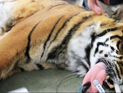 Kemiri, Harimau Sumatera di Australia Rayakan Ulang Tahun Ke-22