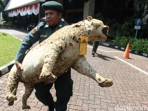 Pengungkapan Kasus Perdagangan Satwa Dilindungi