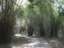 Mau ke Gua Batu Cermin, Lintasi Dulu Jalan Setapak di Antara Bambu Duri