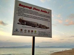 Akan Ada Sayembara Tangkap Buaya di NTT, Hadiahnya Rp 5 Juta per Ekor