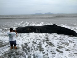 Seekor Paus Sperma Sepanjang 8 Meter Mati Terdampar di Pantai Banda Aceh