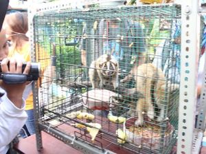 Penjualan Enam Satwa Langka Dilindungi Berhasil Digagalkan