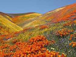 Lembah Bunga Seindah Surga dari India