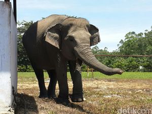 Sepenggal Kisah Gajah-gajah yang Dipelihara di Alam Bebas Siak Riau