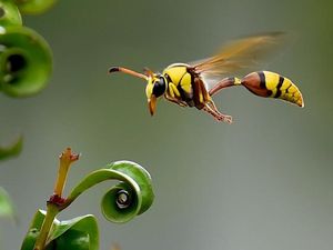 Studi: Kiamat Serangga Ancam Kehidupan di Bumi