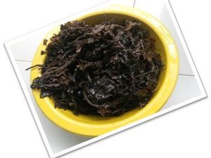 Jenis Protista yang Mirip Tumbuhan, Ini 6 Macam dan Cirinya Jenis Protista yang Mirip Tumbuhan, Ini 6 Macam dan Cirinya