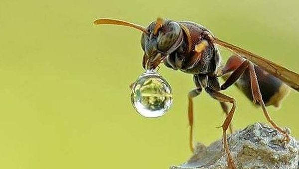 Mendalami Kehidupan Serangga dari Mata Kamera