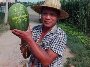 Diukir Kaligrafi, 3000 Kg Semangka Terjual Dalam 11 Hari