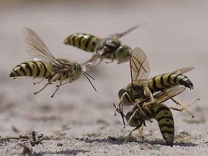 Fakta Unik Otak Serangga, Mini tapi Rumit