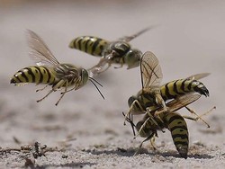 Fakta Unik Otak Serangga, Mini tapi Rumit