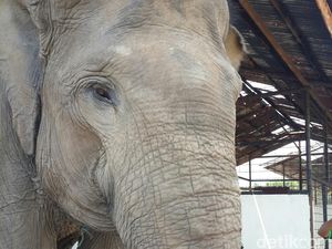 Belasan Ekor Gajah Ngamuk, Rusak Rumah-Motor Karyawan HTI di Siak