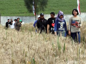 Ladang Gandum di Tosari yang Kini Diburu Wisatawan