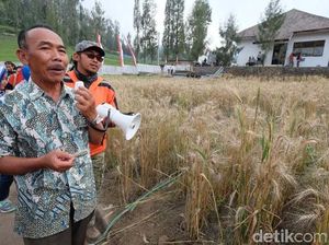Gandum di Pasuruan Diklaim Lebih Bagus dari India