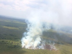 Dihukum Rp 1 T PN Jaksel Atas Kebakaran Lahan di Riau, PT NSP Akan Tempuh Banding