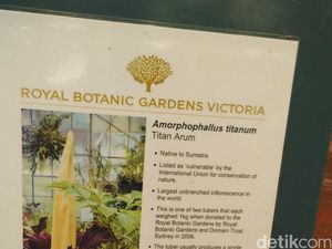 Kisah Bunga Bangkai Sumatera Satu-satunya di Melbourne