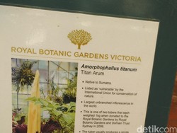 Kisah Bunga Bangkai Sumatera Satu-satunya di Melbourne