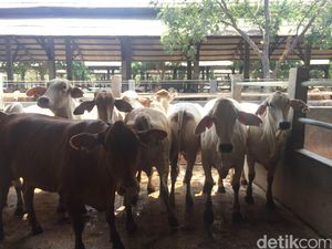 Darmin: Feedloter Tidak Boleh Impor Sapi Bakalan, Kalau Tidak Impor Indukan