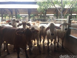 Darmin: Feedloter Tidak Boleh Impor Sapi Bakalan, Kalau Tidak Impor Indukan