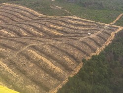 Wah Taman Nasional Tesso Nilo Gundul, Begini Penampakannya dari Udara